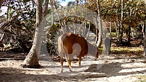 Animals in a coconut grove by the sea