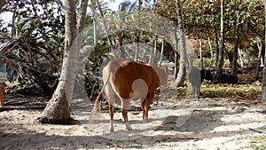 Animals in a coconut grove by the sea