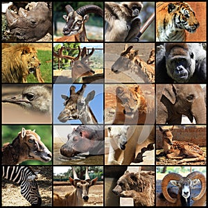 Animals collage photo