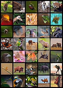 Animals Collage