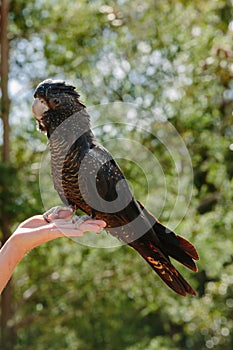 Animals at Currumbin Wildlife Park