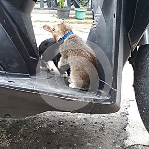 animals cute kitten playing together on motorbike