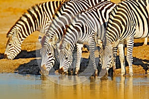 Animals drinking water. Plains zebra, Equus quagga, in the grassy nature habitat, evening light, Hwange National Park Zimbabwe. W