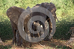 Animals elephant