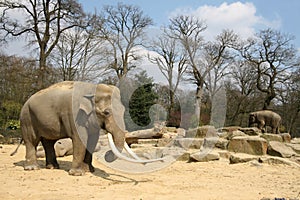 Animals: Elephant on savanne