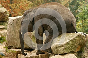 Animals: Elephant sitting on a rock