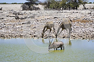 Animals in Etosha National Park at the waterhole
