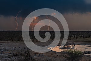 Animals in Etosha Park, Namibia. During storm