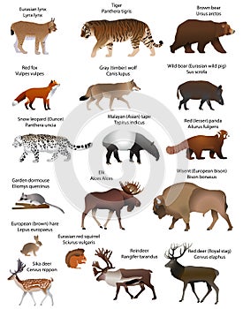 Animals of Eurasia.