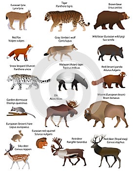 Animals of Eurasia. photo