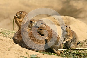 Animals: Family of Prairie Dogs