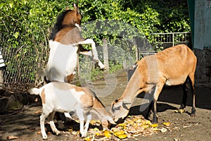 Animals at a farm in the caribbean enjoying a breakfast of mango