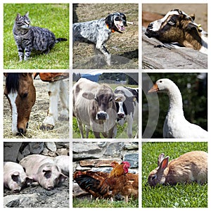 Animals farm collage