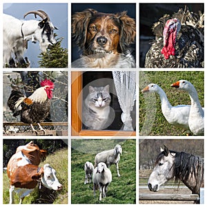 Animals farm collage