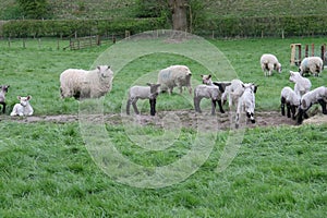 Animals farming Yorkshire