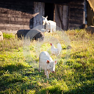 Animals on farmyard