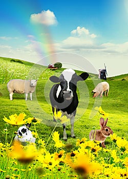 Animals in field 2
