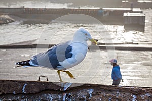 Animals in the fishing port of Essaouira