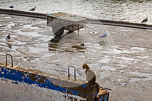 Animals in the fishing port of Essaouira