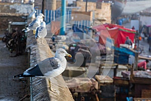 Animals in the fishing port of Essaouira