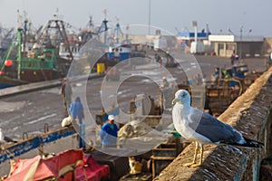 Animals in the fishing port of Essaouira