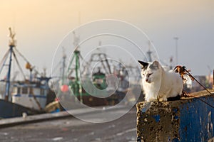 Animals in the fishing port of Essaouira
