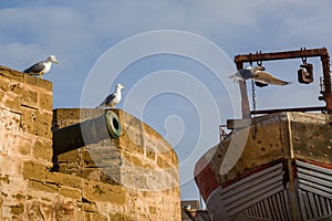 Animals in the fishing port of Essaouira