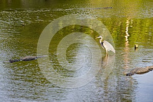 Animals in Florida swamp