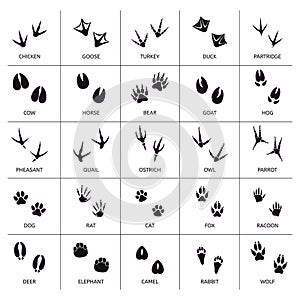 Animals foot marks. Animal footprint, animals paw silhouettes, bear, cat, wolf and rabbit footprint steps vector photo