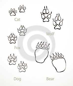 Animals foot print. Vector drawing