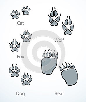 Animals foot print. Vector drawing