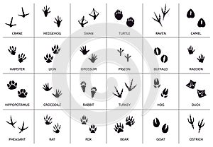 Animals footprint. Animal, birds and reptile foot marks, wild animals paw silhouettes, mammals walking paw tracks vector