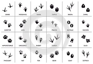 Animals footprint. Animal, birds and reptile foot marks, wild animals paw silhouettes, mammals walking paw tracks vector photo