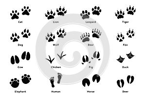 Animals footprints, paw prints. Set of different animals and birds footprints and traces