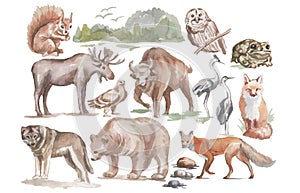 Animals forest bear wolf fox owl birds elk bison watercolor illu