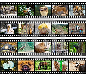 Animals in frames img