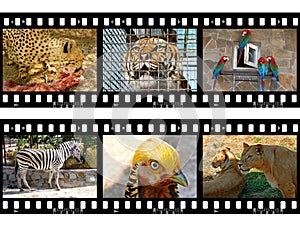 Animals in frames img