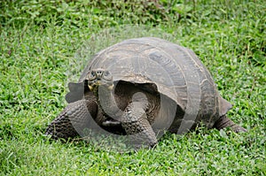 Animals. Galapagos Giant Tortoise on Santa Cruz Island in Galapagos Islands