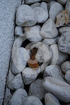 The slug Arion rufus crawls over the rocks near the wall. Berlin, Germany photo