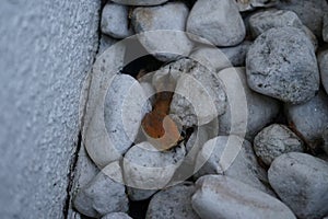 The slug Arion rufus crawls over the rocks near the wall. Berlin, Germany photo