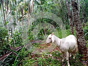 Animals goat