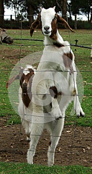 Animals - goats