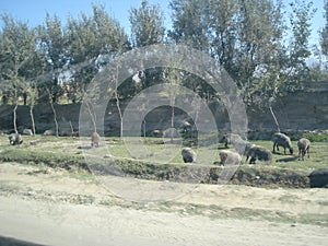 Animals grazing in Afghanistan