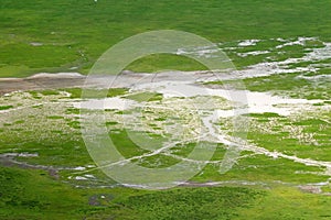 Animals grazing on grass, green field at floor of Ngorongoro Crater, view from edge of crater in Tanzania, East Africa