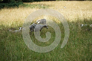 Animals Gute sheep, Ovis aries, graze in a meadow in Park Sanssouci. Potsdam, Germany