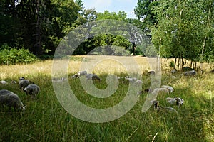 Animals Gute sheep, Ovis aries, graze in a meadow in Park Sanssouci. Potsdam, Germany