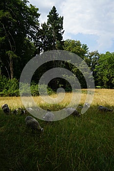 Animals Gute sheep, Ovis aries, graze in a meadow in Park Sanssouci. Potsdam, Germany