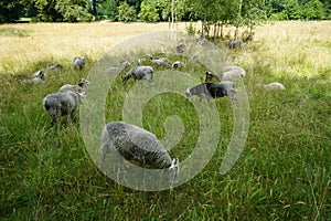 Animals Gute sheep, Ovis aries, graze in a meadow in Park Sanssouci. Potsdam, Germany