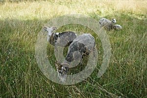 Animals Gute sheep, Ovis aries, graze in a meadow in Park Sanssouci. Potsdam, Germany