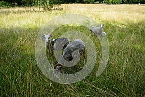 Animals Gute sheep, Ovis aries, graze in a meadow in Park Sanssouci. Potsdam, Germany